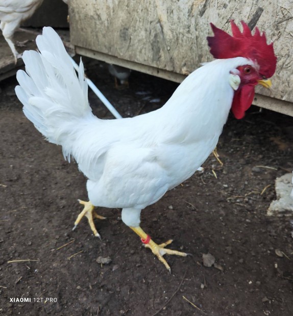 Leghorn kakasok