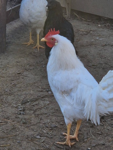 Leghorn kakasok eladk