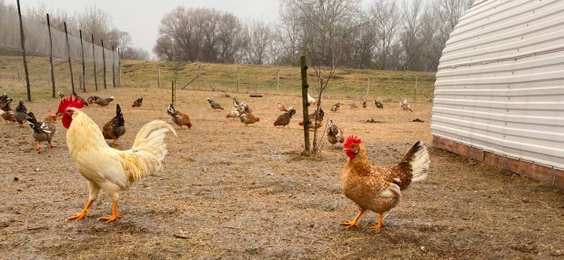 Leghorn keltetni val tojs!