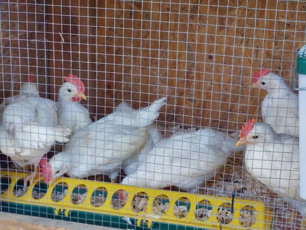 Leghorn kiskakasok mshol kukorkolnnak!