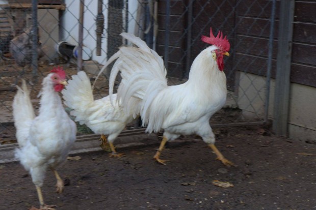 Leghorn naposcsibe csibe csirke eljegyezhet