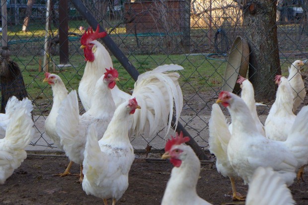 Leghorn tojás, tenyésztojás, keltető tojás