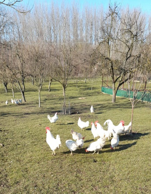 Leghorn tyk tojs elad