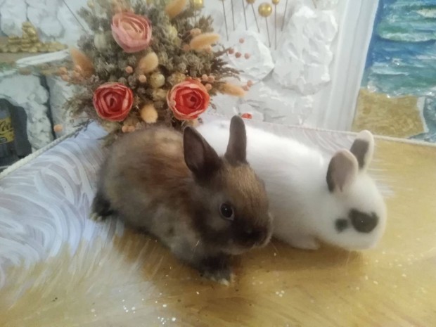 Legkisebb fajta ny�l nyuszi