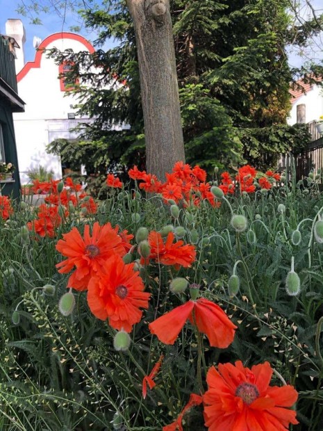 Legyen birtokod Oroszl�ny hat�r�ban