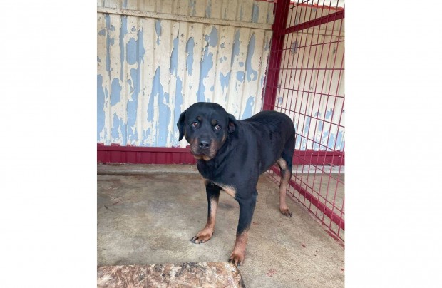 Lna, 2 ves rottweiler jelleg lny kutya rkbe fogadhat