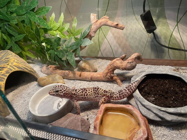 Leoprd gekko