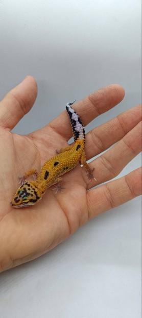 Leoprd gekk