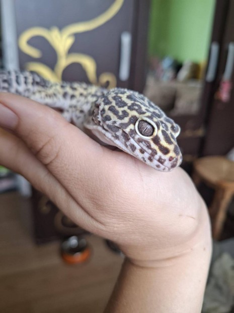Leopárd gekkók együtt eladók!