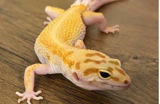 Leopardgekko