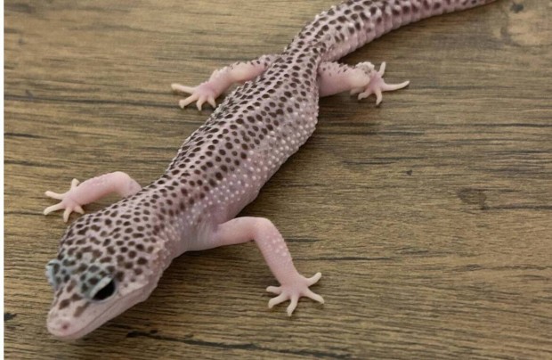 Leopardgekko