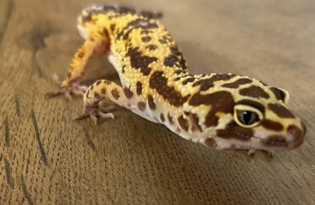 Leopardgekko