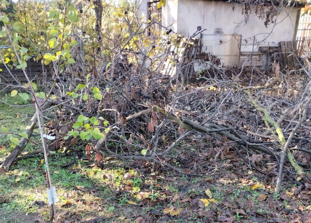 Letört fa ágak ingyen elvihetők Debrecenben