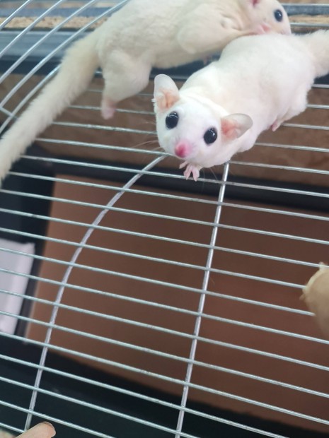 Leucistic kislány cukormókus eladó