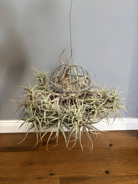 Leveg�n�v�ny Tillandsia purpurea elad�