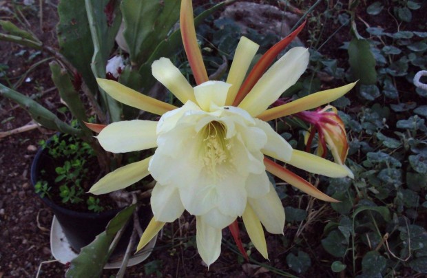Levlkaktusz - Epiphyllum