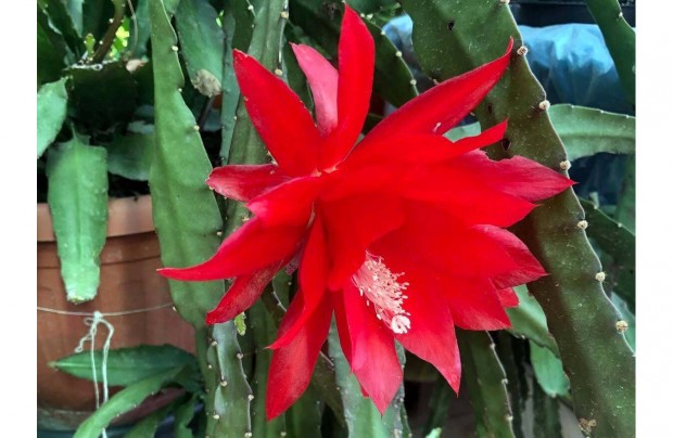 Levlkaktusz - Epiphyllum - piros virg szobanvny kaktusz