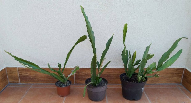 Levlkaktuszok ( Epiphyllum vagy Disocactus )