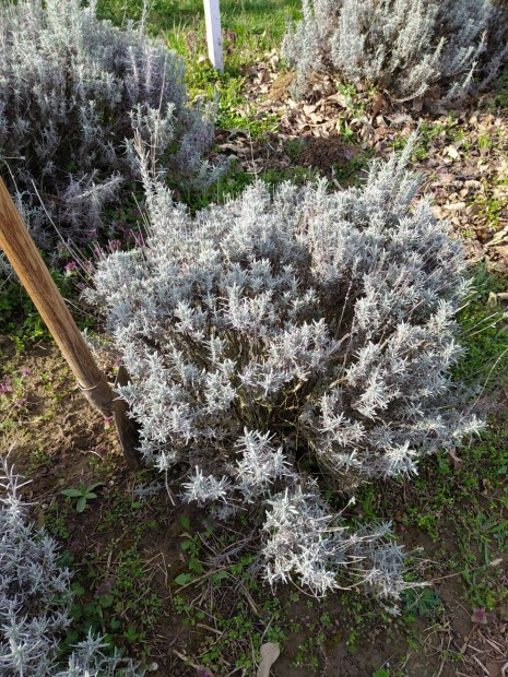 Levendula bokor (angustifolia) elad