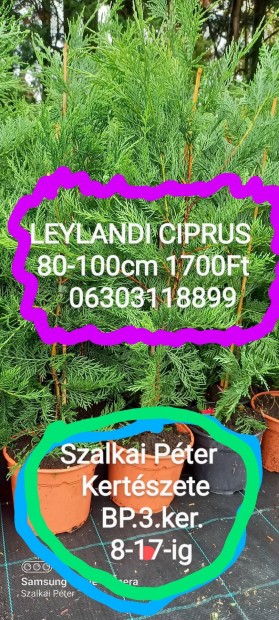 Leylandi Ciprus 80-100cm 1700Ft 06303118899 Telefonljon!