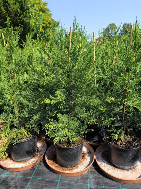 Leylandi Ciprus 80cm magas 4 literes termeszt ednyben.