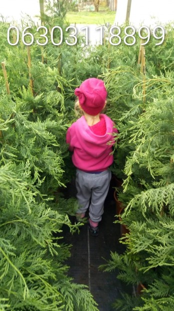 Leylandi Ciprus Alapfaj.