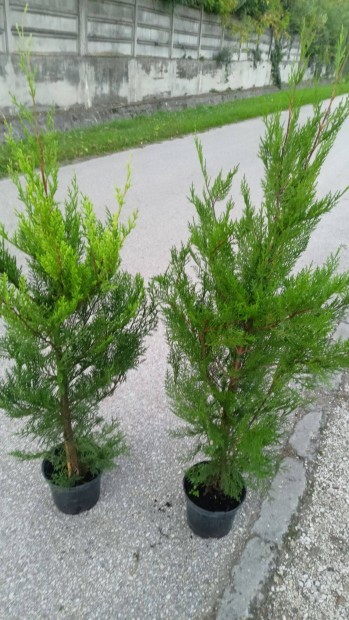 Leylandi Ciprus Vito elad 80-100 cm 2300 Ft-rt !