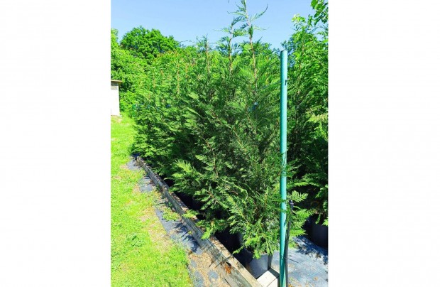 Leylandi ciprus 175/200 cm
