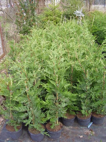 Leylandi ciprus 50-60 cm, 1500 Ft ,Hzhoz szllts lehetsges! !