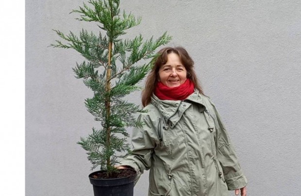 Leylandi ciprus, korallberkenye, kakiszilva, pekndi, mlna nvny