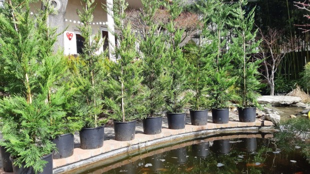 Leylandi ciprus lerazs!!