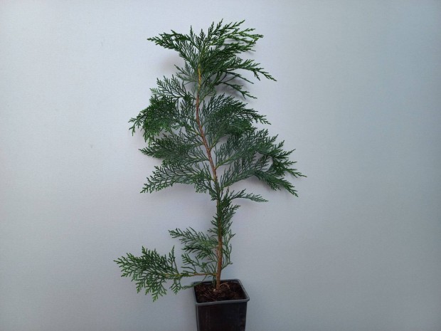 Leylandii ciprus