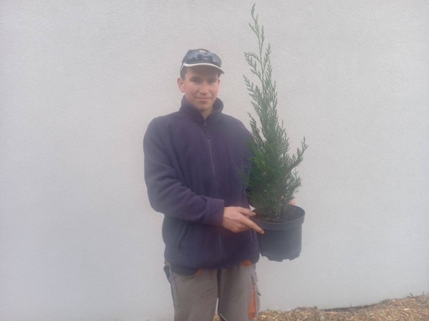 Leylandii ciprus, gr�n�talma, kivi, f�ge, pek�ndi�, bab�rmeggy