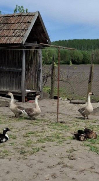 Liba tojás eladó, bütykos liba tojás!