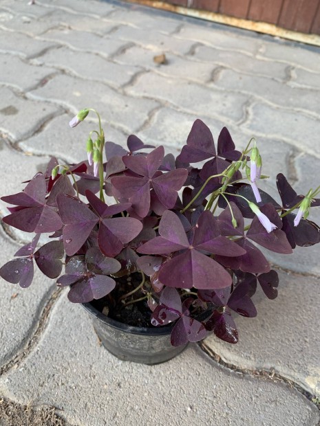 Lila Oxalis vel szobanvny