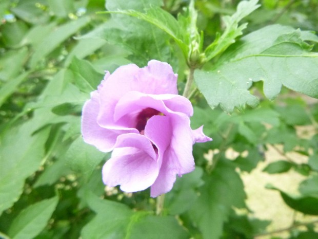 Lila/ fehr virg mlyvacserje - Hibiscus syriacus