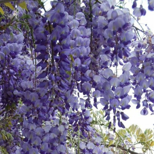 Lila akc Wisteria sinensis magrl nevelt