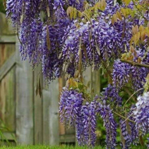 Lilaakc Wisteria sinensis