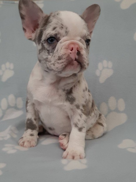 Lilac merle francia bulldog elad kk szem blue fawn merle