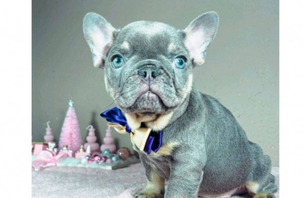 Lilac tan fi francia bulldog