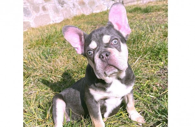 Lilac tan francia bulldog fi