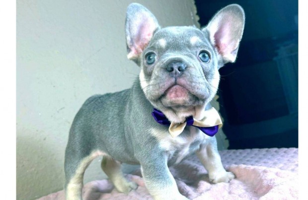 Lilac tan francia bulldog fiú kutyus