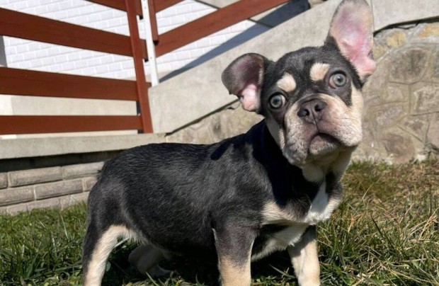 Lilac tan francia bulldog fi kutyus