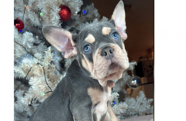 Lilac tan francia bulldog kan kutyus