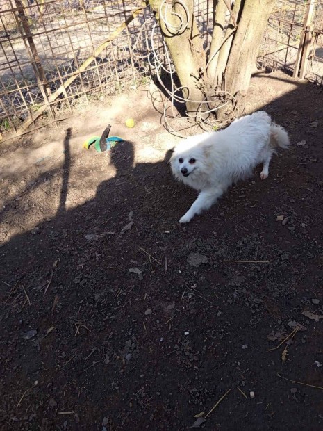 Lili Ingyen Elvihet�