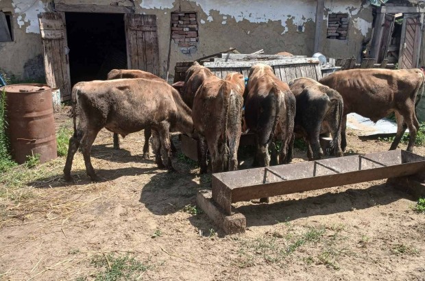 Limousin Jersey bikák eladóak