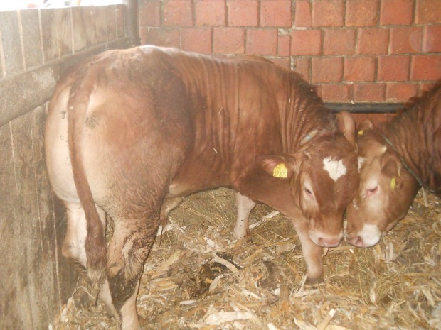 Limousin bika borjak eladk