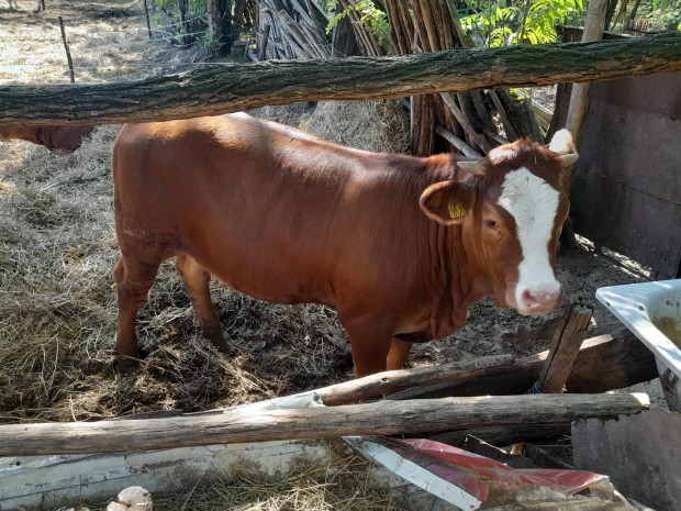 Limousin borjak eladak