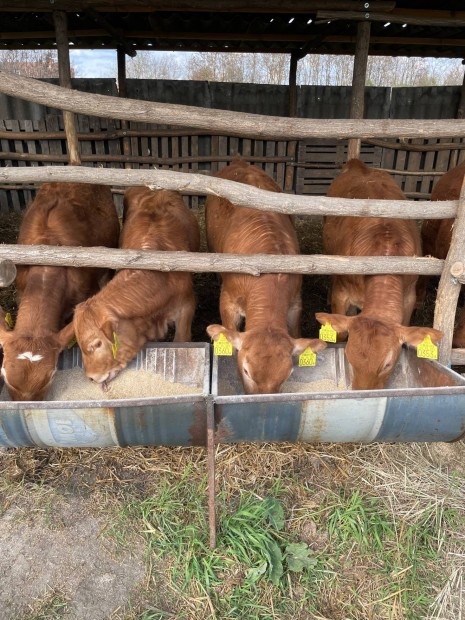 Limousin borj
