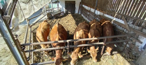 Limousin szarvasmarha elad